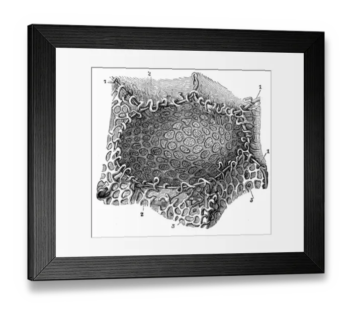 Framed Print : Pulmonary alveolus Framed Print : Pulmonary alveolus