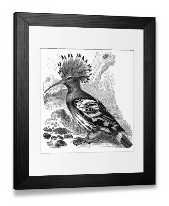 Framed Print : Hoopoe (Upupa Epops)