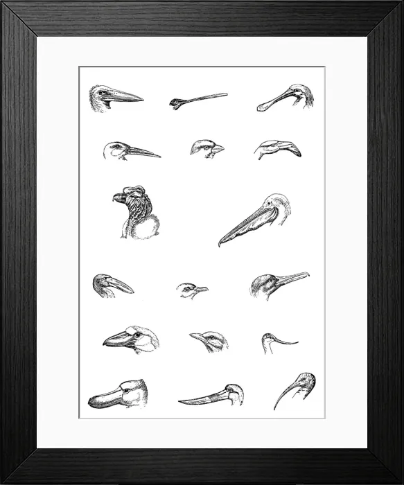 Framed Print : Aviculture Framed Print : Aviculture