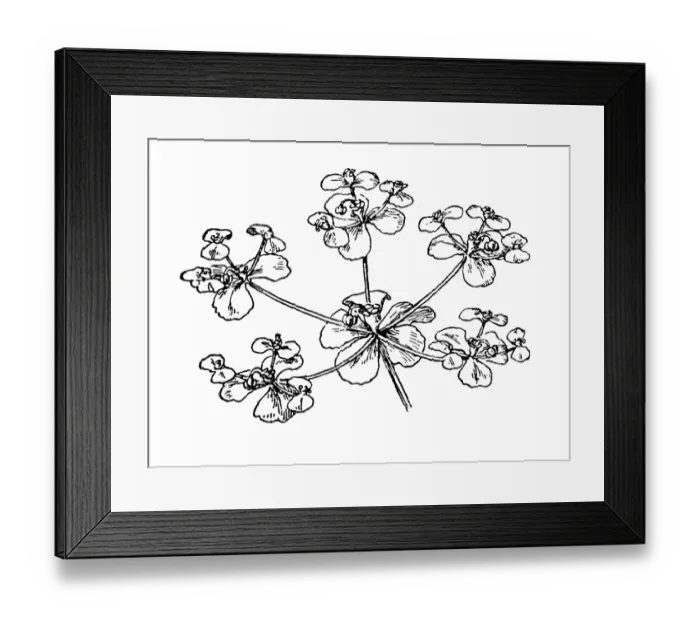 Framed Print : Euphorbia. Antique engraving illustration of a Euphorbia Framed Print : Euphorbia. Antique engraving illustration of a Euphorbia