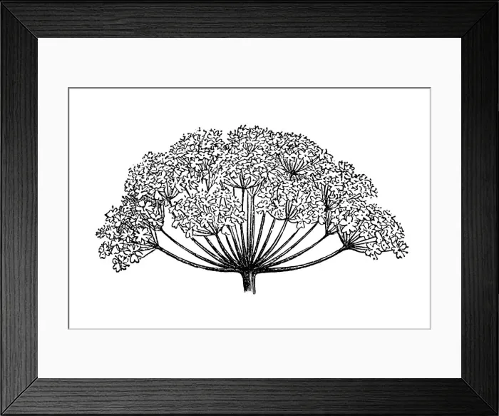 Framed Print : Composite umbels of Sambucus nigra