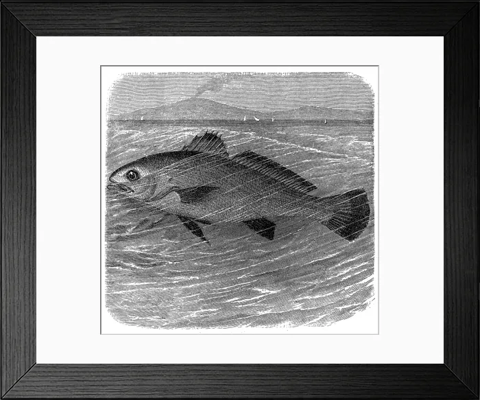 Framed Print : Meagre (Argyrosomus regius) Framed Print : Meagre (Argyrosomus regius)