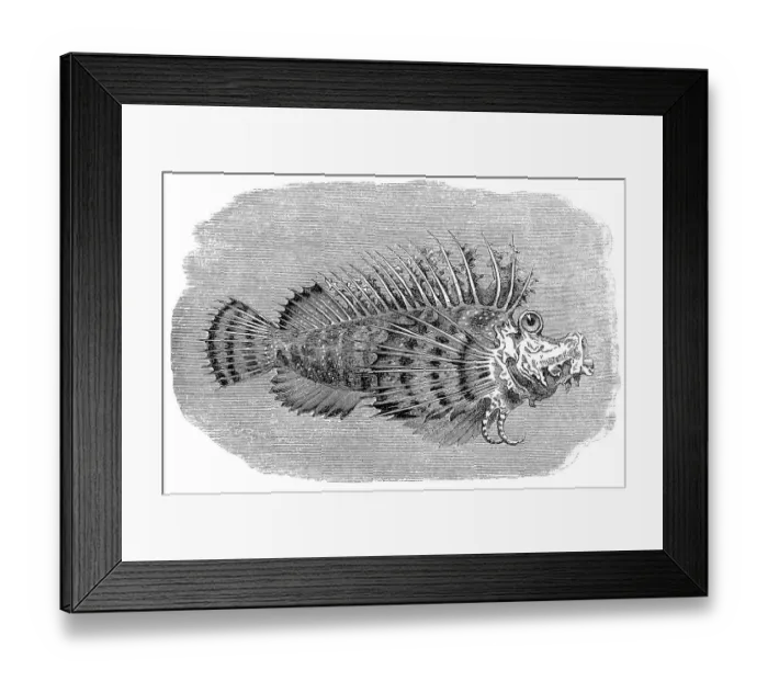 Framed Print : Bearded ghoul or Popeyed sea goblin (Inimicus didactylus) Framed Print : Bearded ghoul or Popeyed sea goblin (Inimicus didactylus)