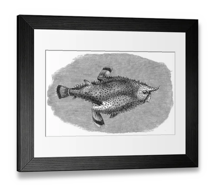 Framed Print : Brazilian batfish or Seadevil (Ogcocephalus vespertilio) Framed Print : Brazilian batfish or Seadevil (Ogcocephalus vespertilio)