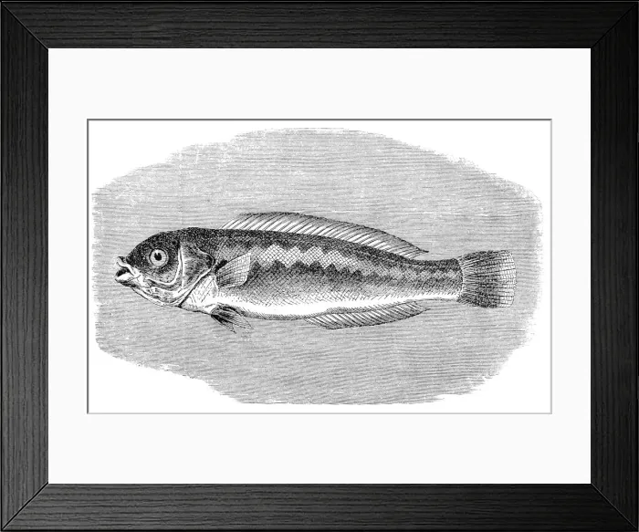Framed Print : Mediterranean rainbow wrasse (Coris julis)