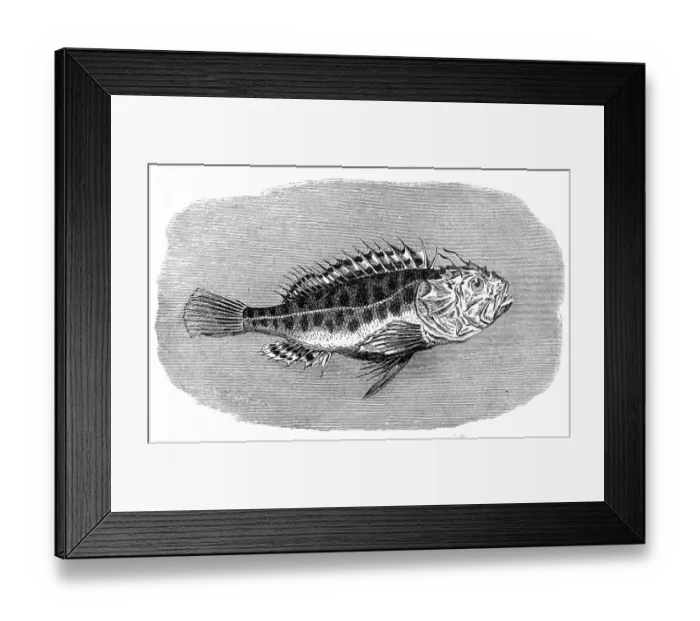 Framed Print : Black scorpionfish (Scorpaena porcus)