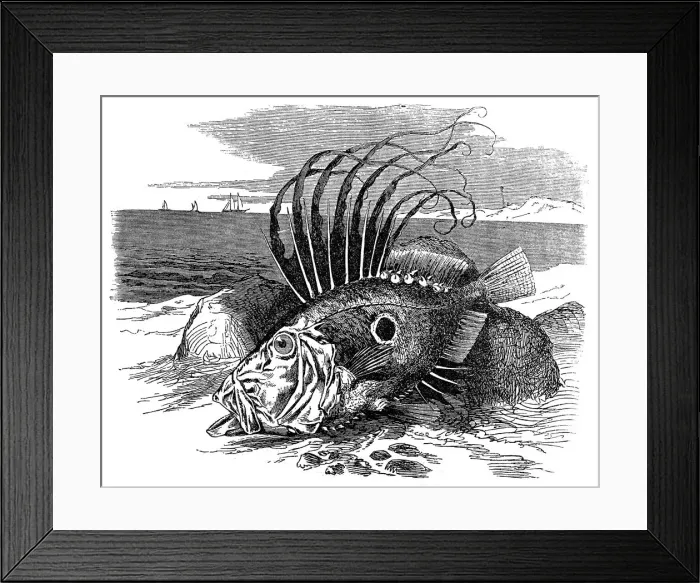 Framed Print : John Dory or Peters Fish (zeus faber)