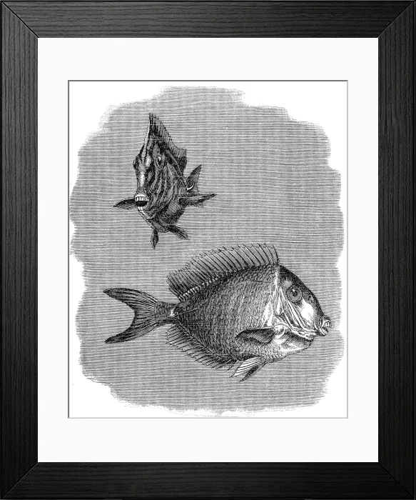 Framed Print : Acanthurus or surgeonfish Framed Print : Acanthurus or surgeonfish