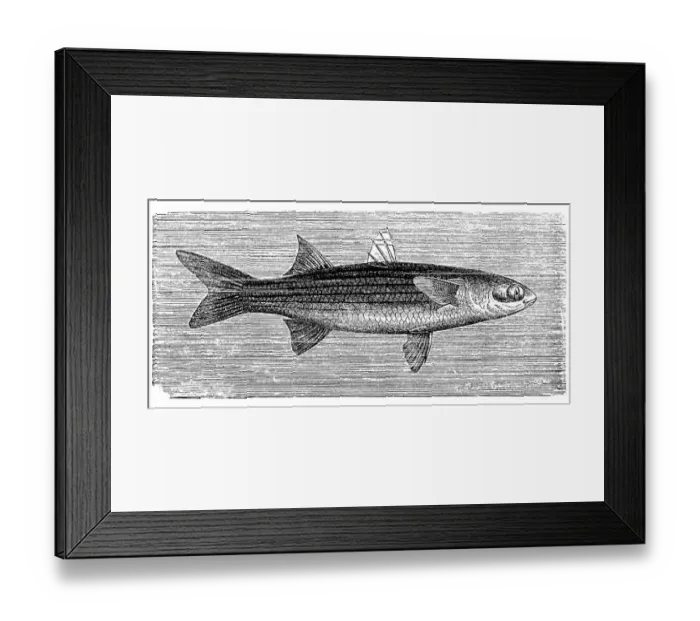 Framed Print : Flathead mullet (Mugil cephalus) Framed Print : Flathead mullet (Mugil cephalus)