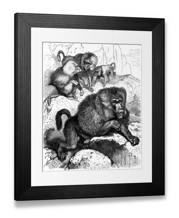 Framed Print : Baboon (Cynocephalus Hamadryas)