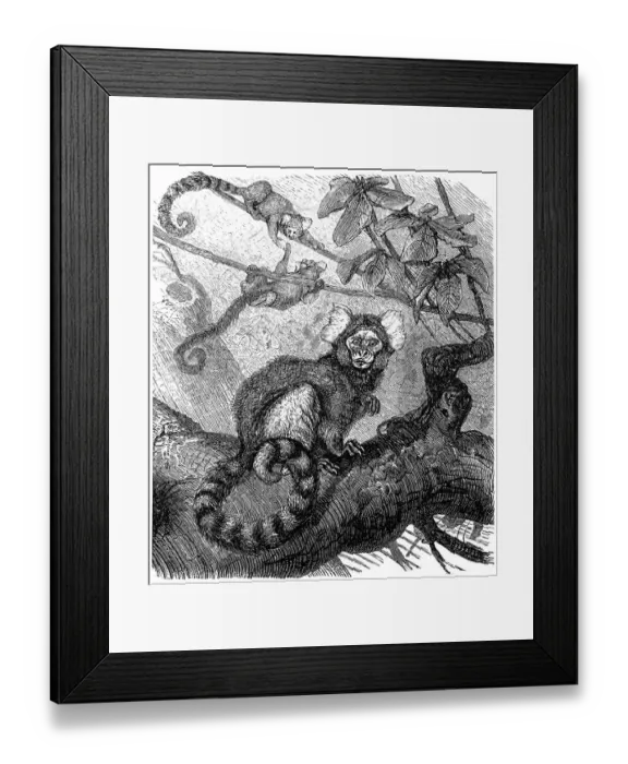 Framed Print : Common marmoset (Callithrix jacchus) Framed Print : Common marmoset (Callithrix jacchus)