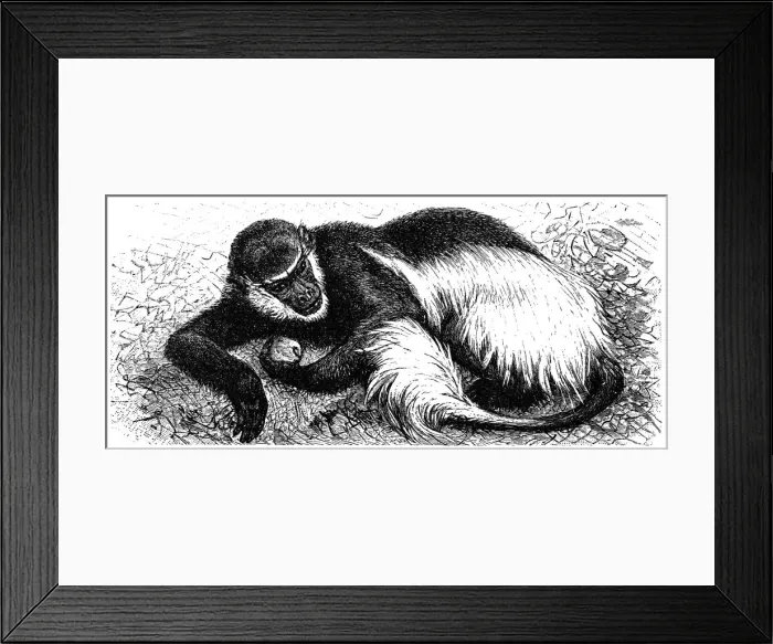 Framed Print : Mantled guereza (Colobus guereza)
