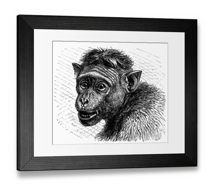 Framed Print : Toque macaque (Macaca sinica) Framed Print : Toque macaque (Macaca sinica)