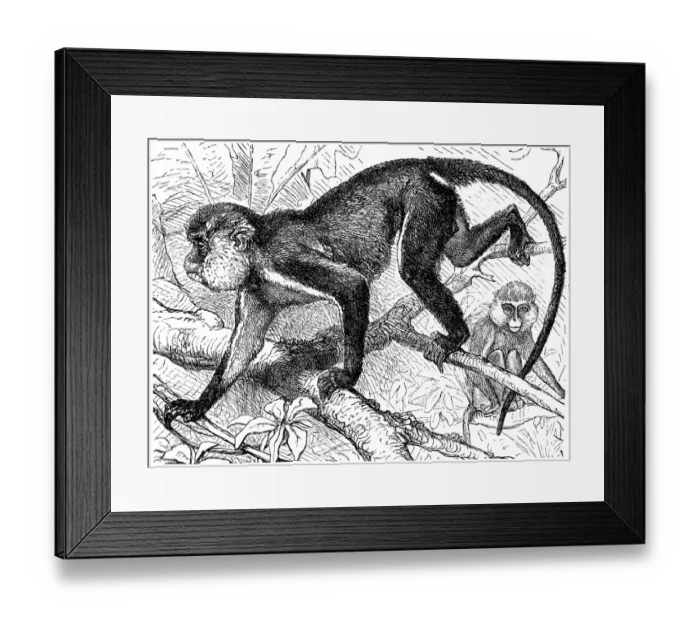 Framed Print : Mona monkey (Cercopithecus mona) Framed Print : Mona monkey (Cercopithecus mona)