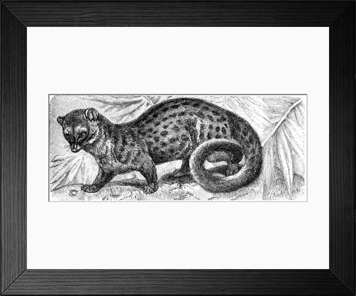Framed Print : Common Genet (Genetta genetta) Framed Print : Common Genet (Genetta genetta)