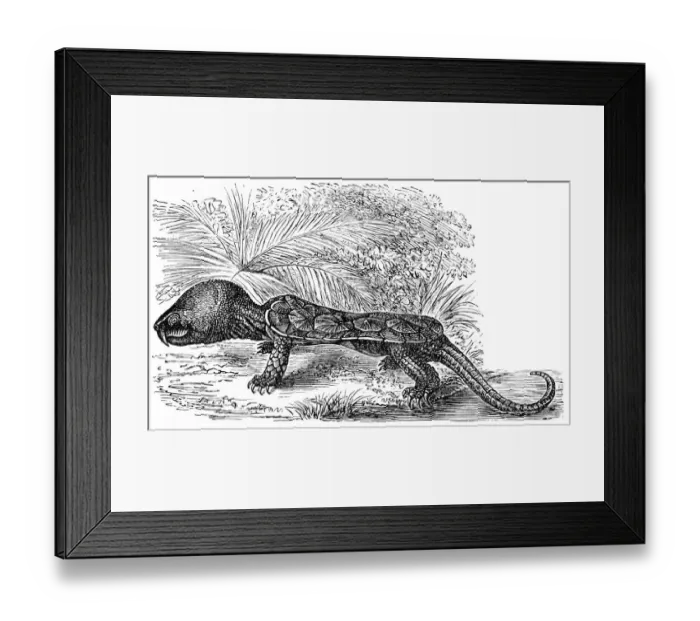 Framed Print : The big-headed turtle (Platysternon megacephalum Framed Print : The big-headed turtle (Platysternon megacephalum