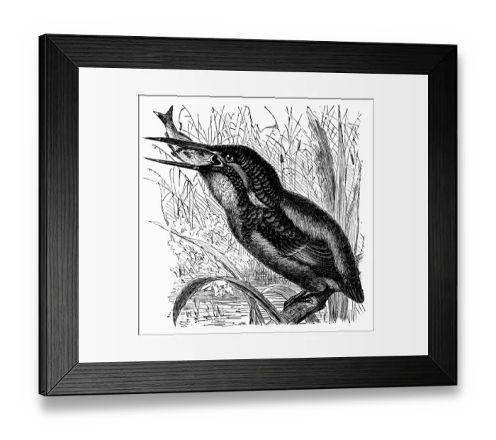 Framed Print : Common Kingfisher (Alcedo ispida) Framed Print : Common Kingfisher (Alcedo ispida)