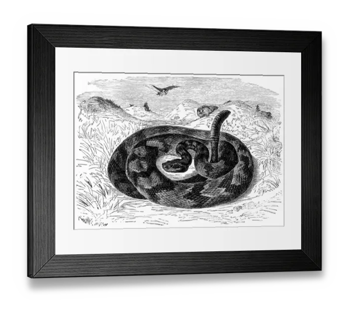Framed Print : South American rattlesnake (Crotalus durissus)