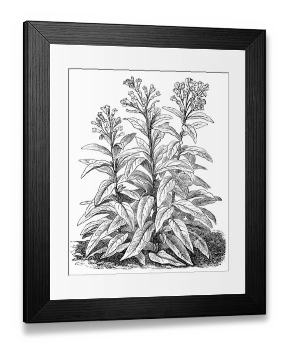 Framed Print : Tobacco (Nicotiana tabacum) Framed Print : Tobacco (Nicotiana tabacum)