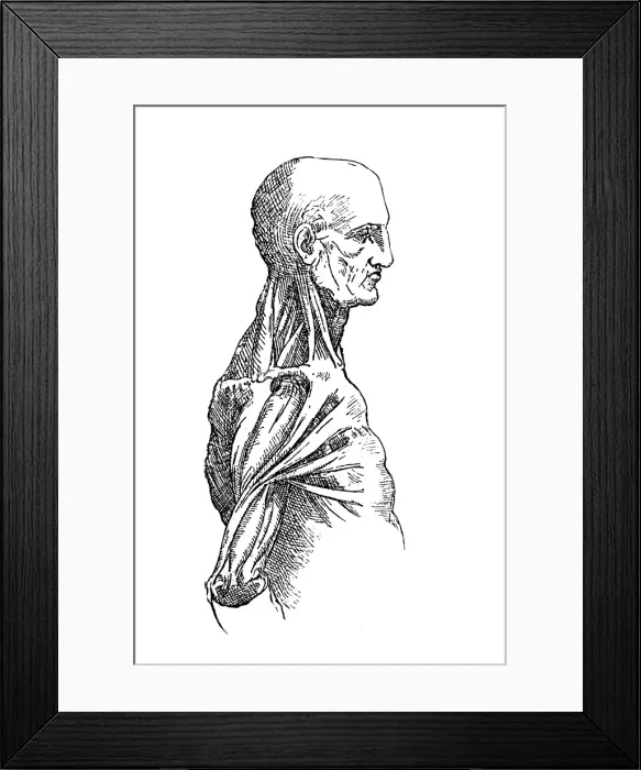 Framed Print : Anatomy sketch Framed Print : Anatomy sketch