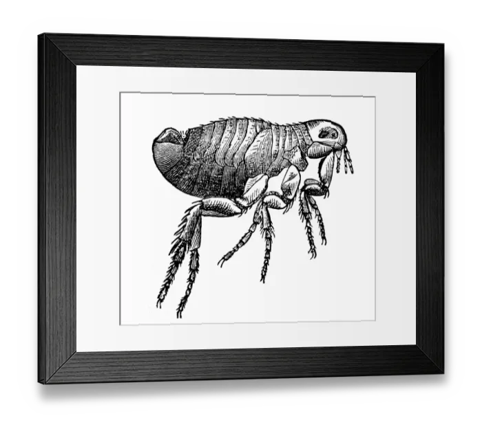 Framed Print : Flea. Antique 19th-century engraving of a flea (isolated on white) Framed Print : Flea. Antique 19th-century engraving of a flea (isolated on white)