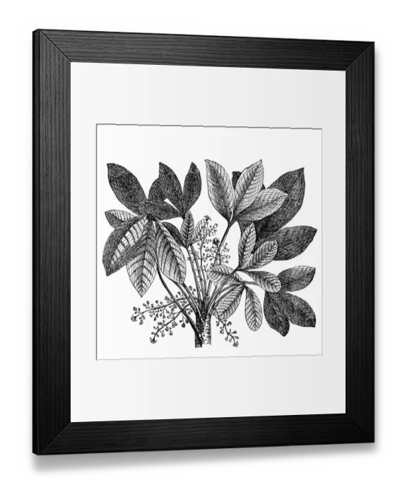 Framed Print : Rubber plant (Siphonia elastica) Framed Print : Rubber plant (Siphonia elastica)