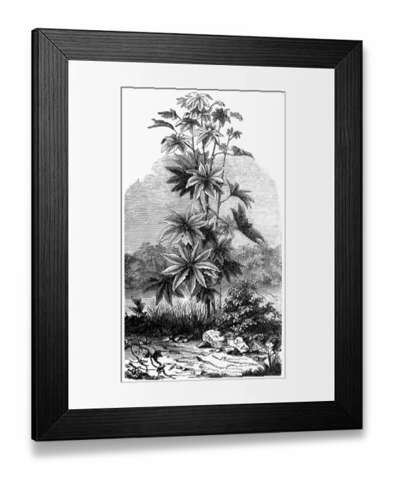 Framed Print : Ricinus Communis (Medicinal plant) Framed Print : Ricinus Communis (Medicinal plant)
