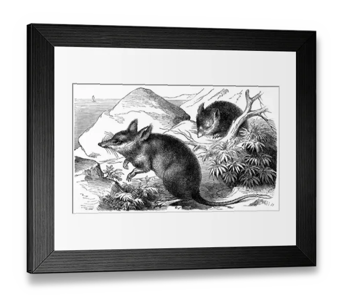 Framed Print : Long-nosed Bandicoot (Perameles nasuta)