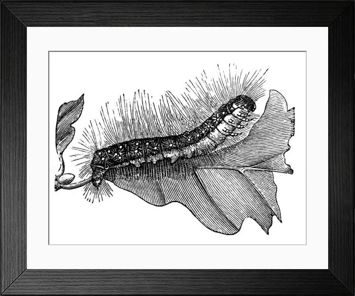Framed Print : The oak processionary (Thaumetopoea processionea) Framed Print : The oak processionary (Thaumetopoea processionea)