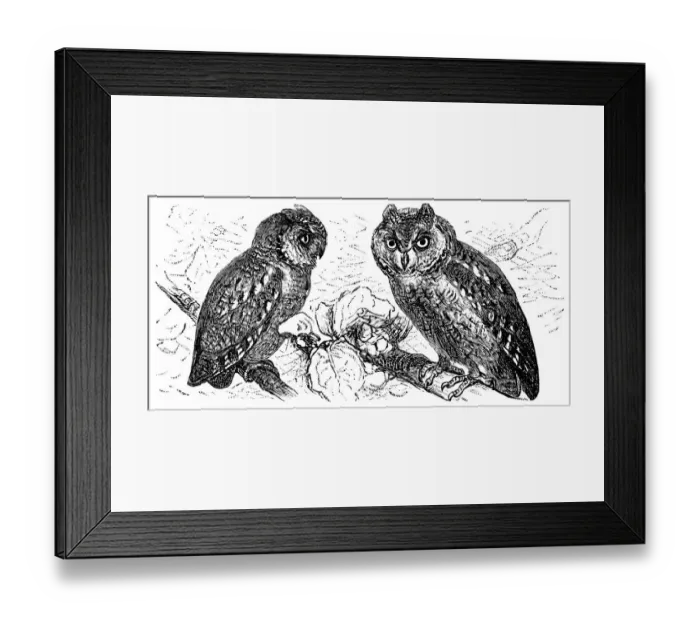 Framed Print : Scops of America (Scops asio) or American owl