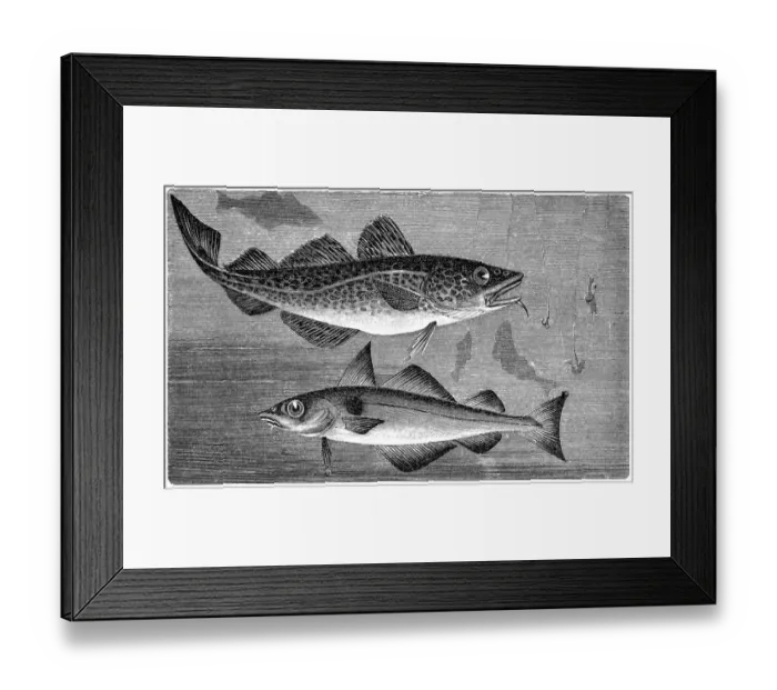 Framed Print : Atlantic cod (Gadus morhua) and Haddock (Melanogrammus aeglefinus) Framed Print : Atlantic cod (Gadus morhua) and Haddock (Melanogrammus aeglefinus)