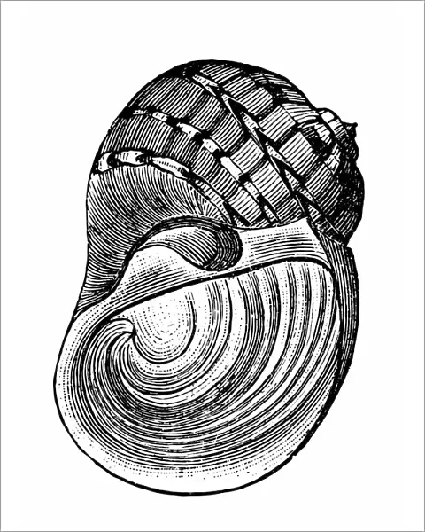 Sea shell (Naticarius canrena)