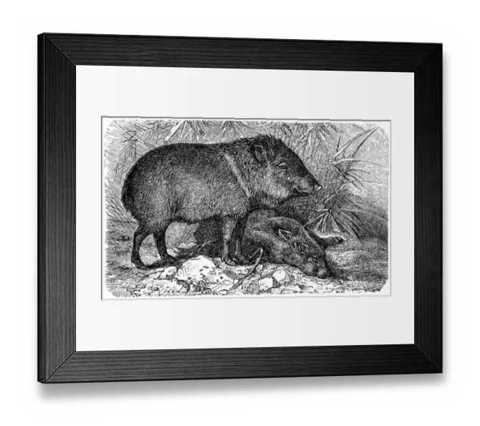 Framed Print : Peccary. Illustration of a Collared peccary or Pecari tajacu or Dicotyles Framed Print : Peccary. Illustration of a Collared peccary or Pecari tajacu or Dicotyles