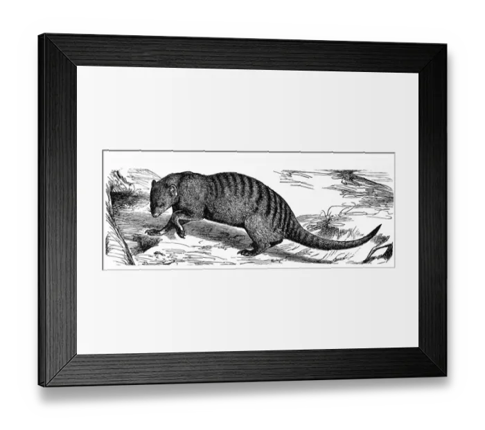 Framed Print : Egyptian Mongoose (Herpestes ichneumon) Framed Print : Egyptian Mongoose (Herpestes ichneumon)
