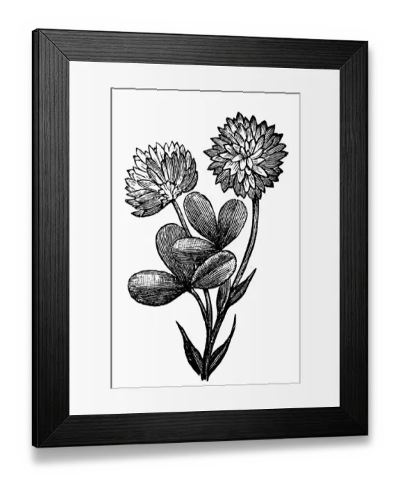 Framed Print : Alsike clover (Trifolium hybridum) Framed Print : Alsike clover (Trifolium hybridum)