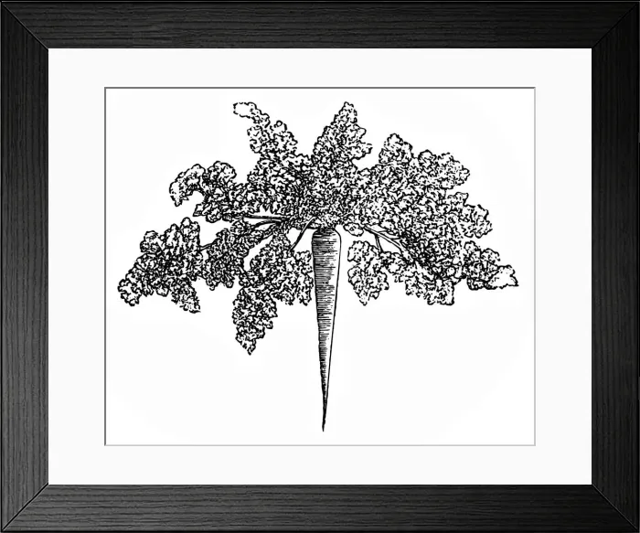 Framed Print : Parsley root