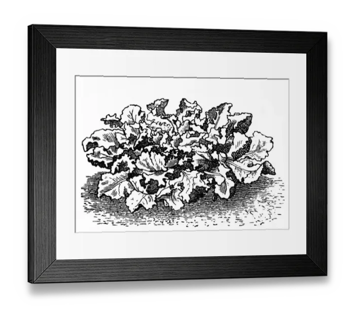Framed Print : Escarole endive (frisee lettuce) Framed Print : Escarole endive (frisee lettuce)