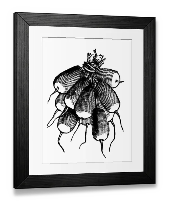 Framed Print : Radish. Illustration engraving of a oval, rose red radish with white bulbous ends Framed Print : Radish. Illustration engraving of a oval, rose red radish with white bulbous ends
