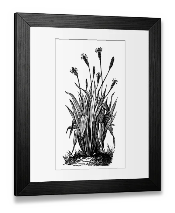 Framed Print : Ribwort (Plantago lanceolata) Framed Print : Ribwort (Plantago lanceolata)