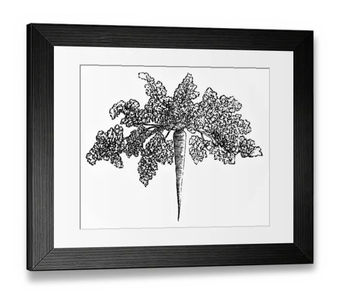 Framed Print : Parsley root Framed Print : Parsley root