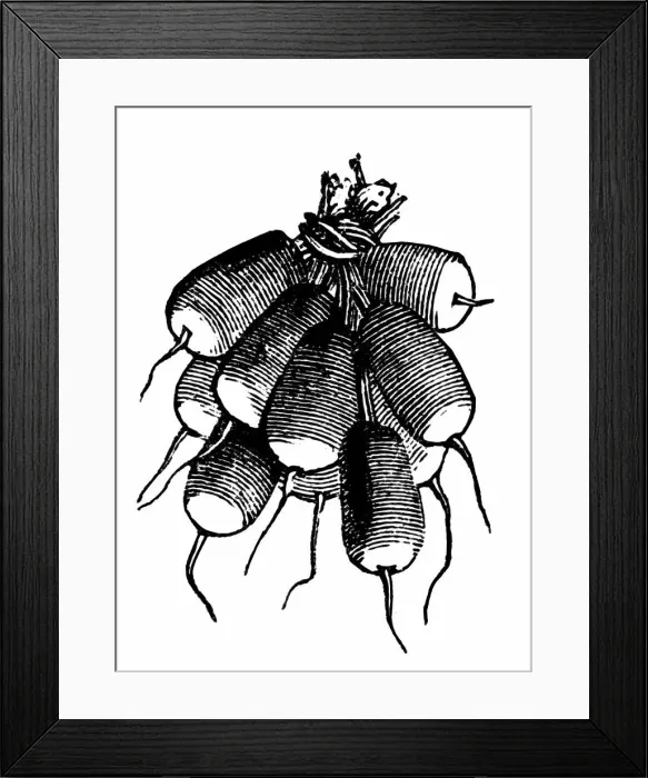 Framed Print : Radish. Illustration engraving of a oval, rose red radish with white bulbous ends Framed Print : Radish. Illustration engraving of a oval, rose red radish with white bulbous ends