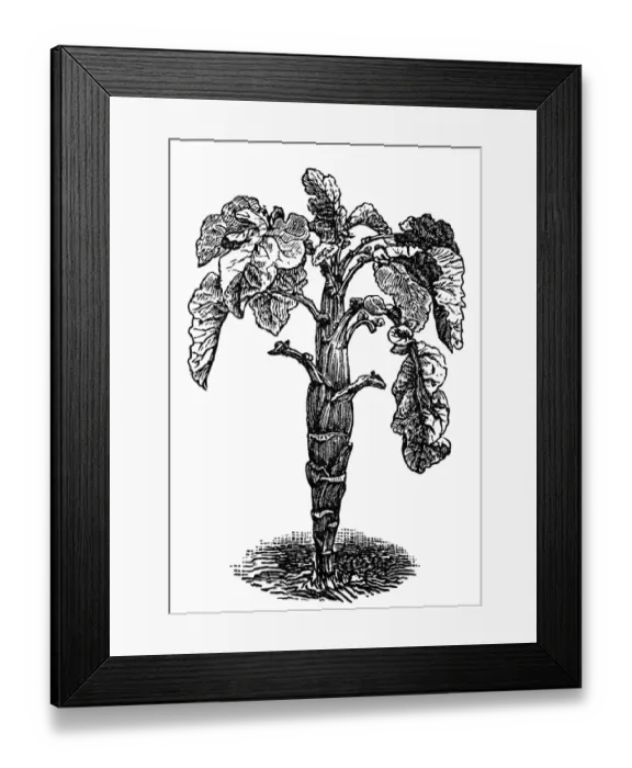 Framed Print : Brussels sprout (Brassica oleracea) Framed Print : Brussels sprout (Brassica oleracea)