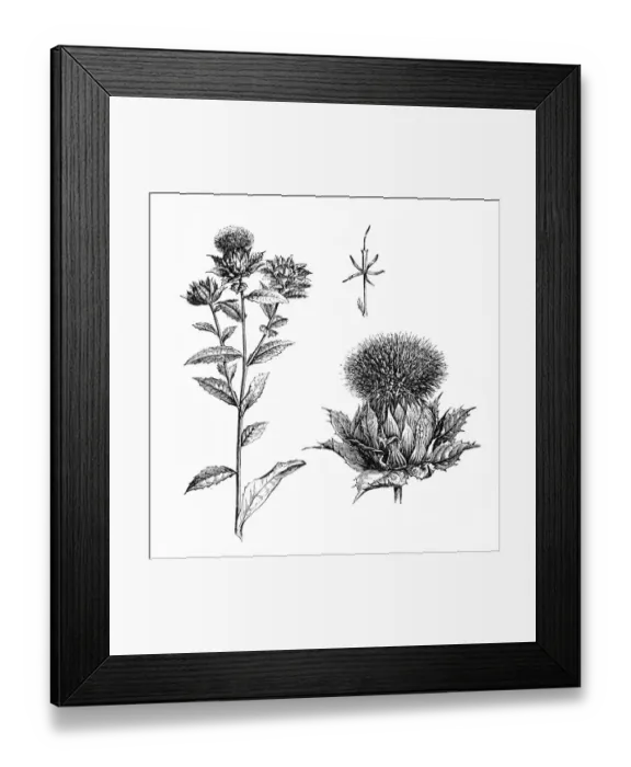 Framed Print : Safflower (Carthamus tinctorius) Framed Print : Safflower (Carthamus tinctorius)