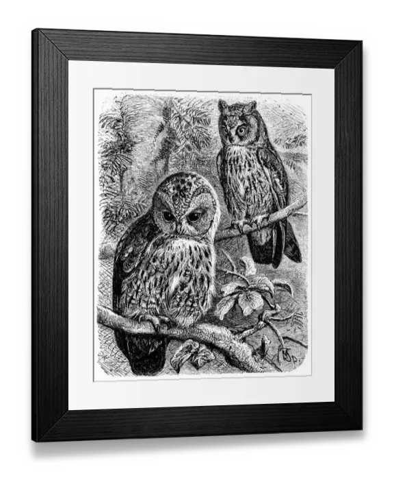 Framed Print : Tawny Owl (Syrnium aluco) and Long-eared Owl (Otus vulgaris) Framed Print : Tawny Owl (Syrnium aluco) and Long-eared Owl (Otus vulgaris)