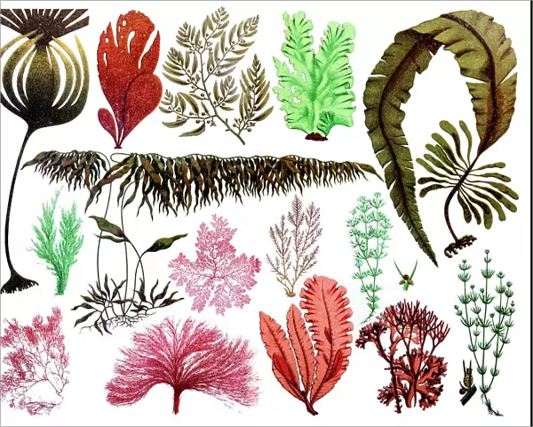 Marine plants, leaves and seaweed, coral
