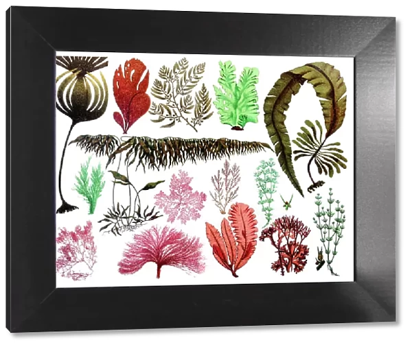Marine plants, leaves and seaweed, coral