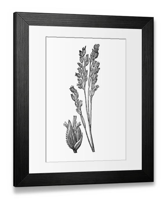 Framed Print : Millet. |illustration of a Millet plant Framed Print : Millet. |illustration of a Millet plant