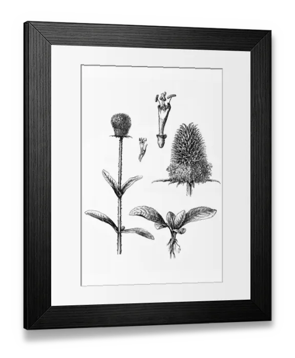Framed Print : Fullers teasel (Dipsacus fullonum) Framed Print : Fullers teasel (Dipsacus fullonum)