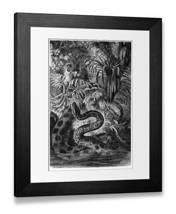 Framed Print : Yellow anaconda (Eunectes notaeus) Framed Print : Yellow anaconda (Eunectes notaeus)