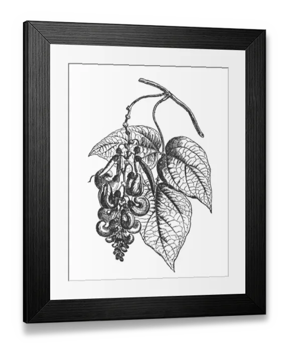 Framed Print : Calabar Bean (Physostigma Venenosum)